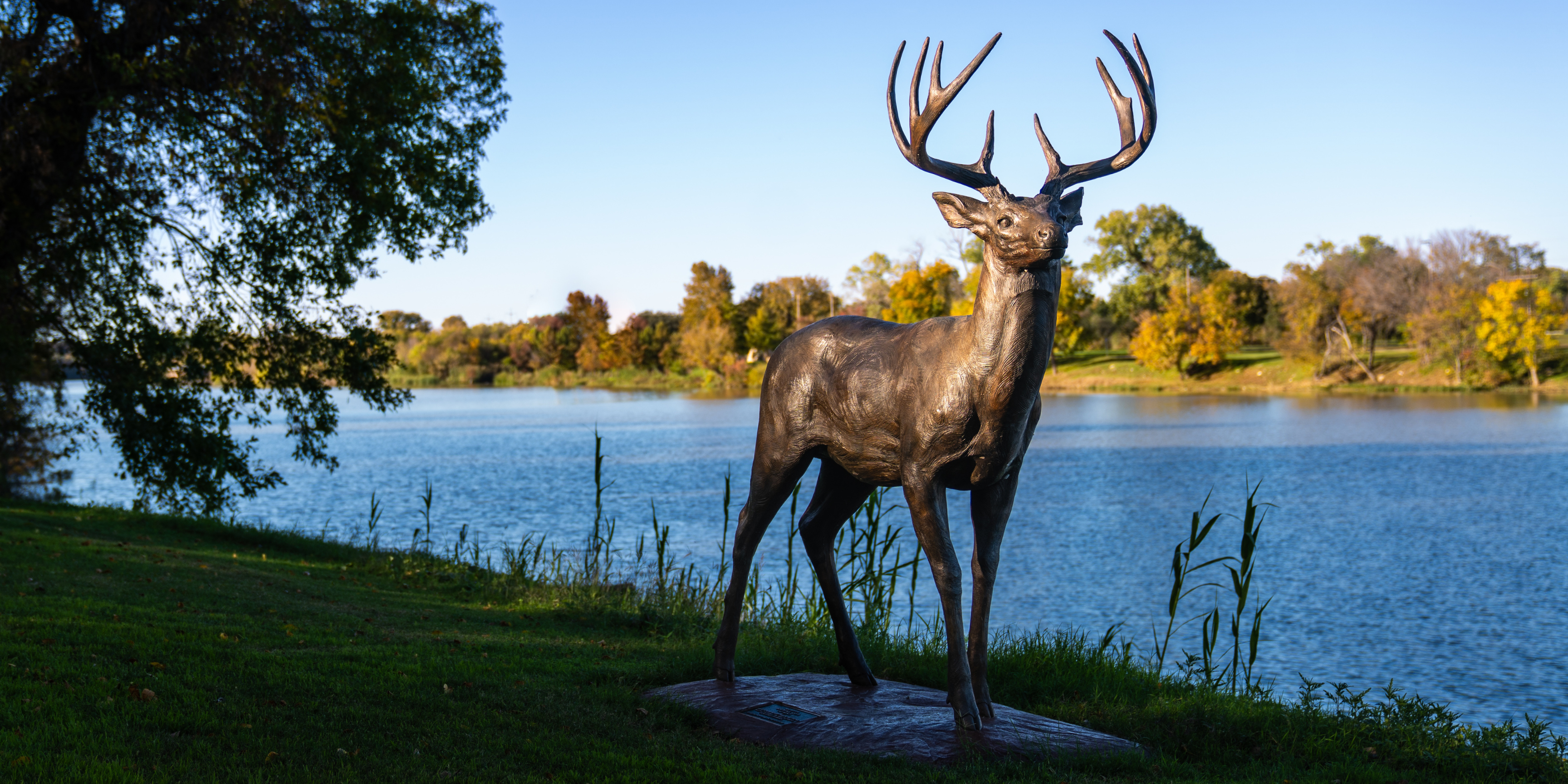Whitetail