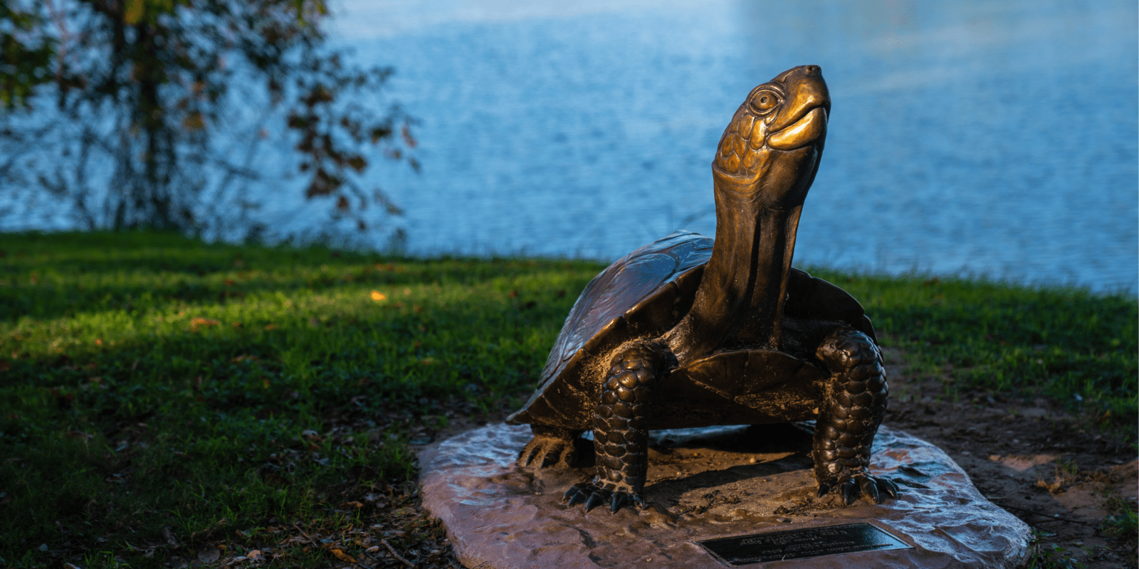 Box Turtle II
